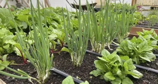 Como Cultivar uma Horta em espaços pequenos